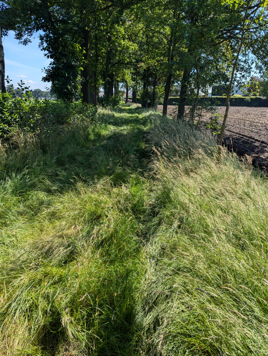 Training (Easy Run) in Dessel scenery