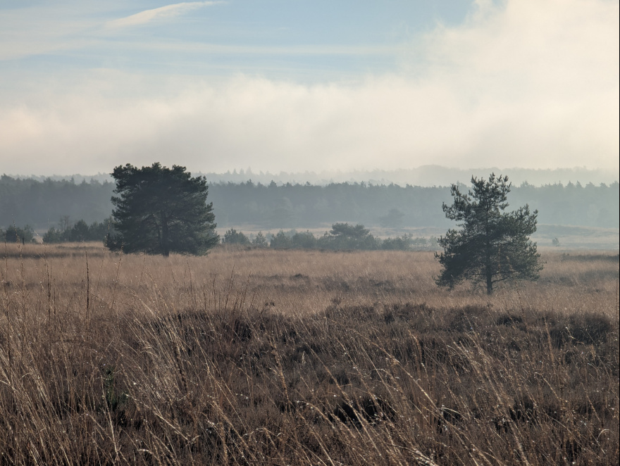 Derde Kerstdagloop 2024 scenery