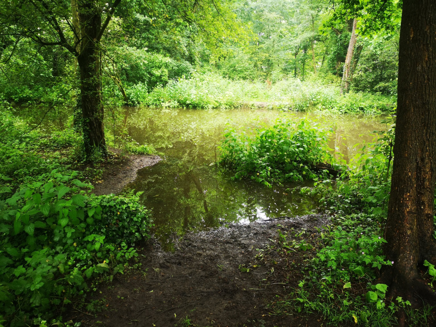 Training (Easy Run) in Eindhoven scenery