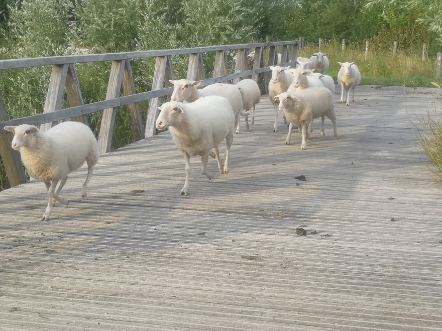 Training Run in Barendrecht scenery