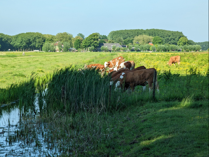 Training (Long Run) from Delft to Rotterdam scenery