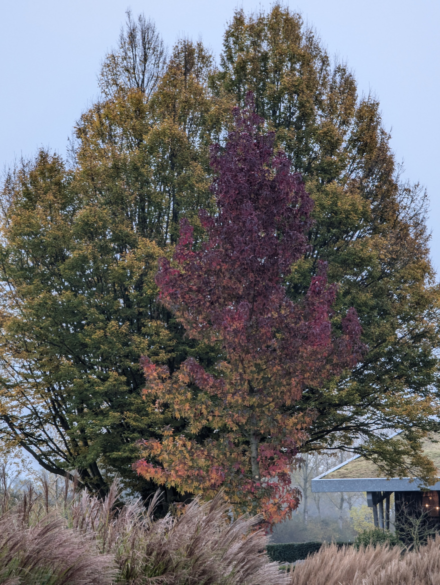 Wezenlanden Parkrun 2024 scenery