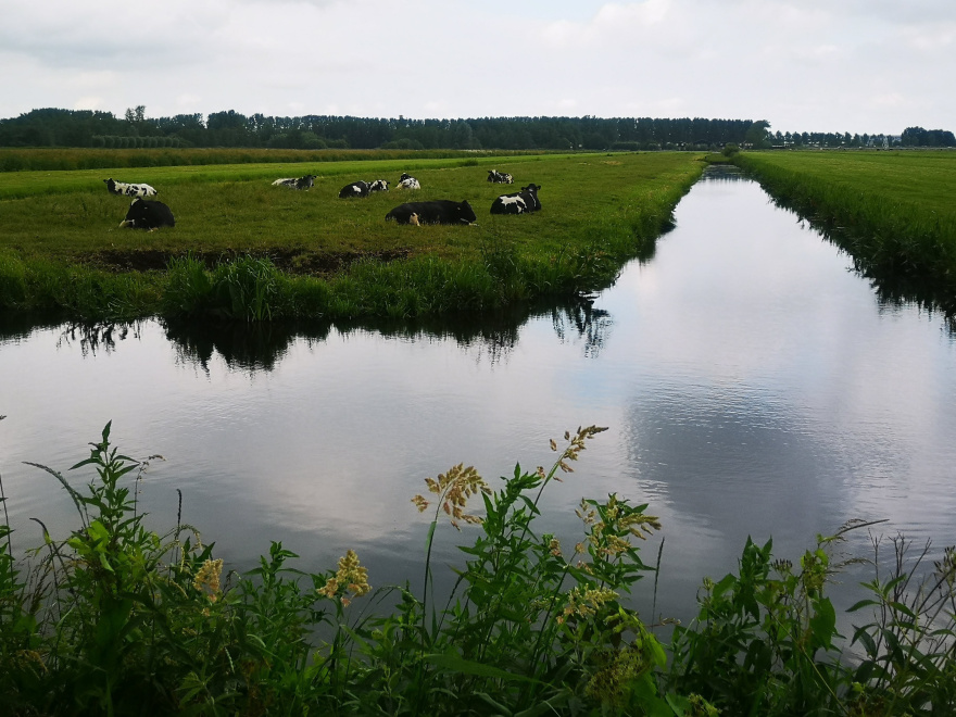 Training (Long Run) in Gouda scenery