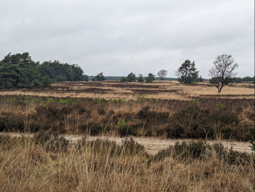 Derde Kerstdagloop 2023 scenery