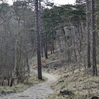 Bosbokken Trail 2024 scenery