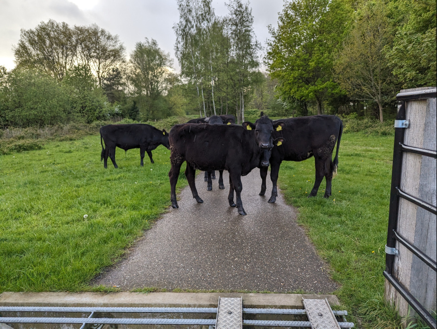 Training (Easy Run) in Breda scenery