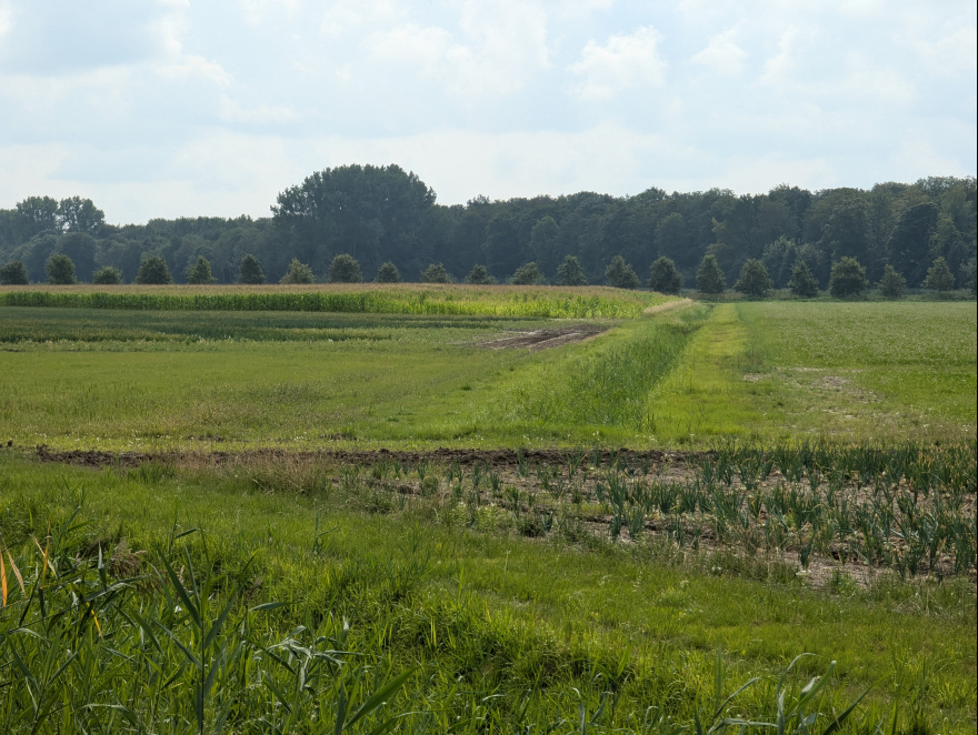 Training (Long Run) in Dronten scenery