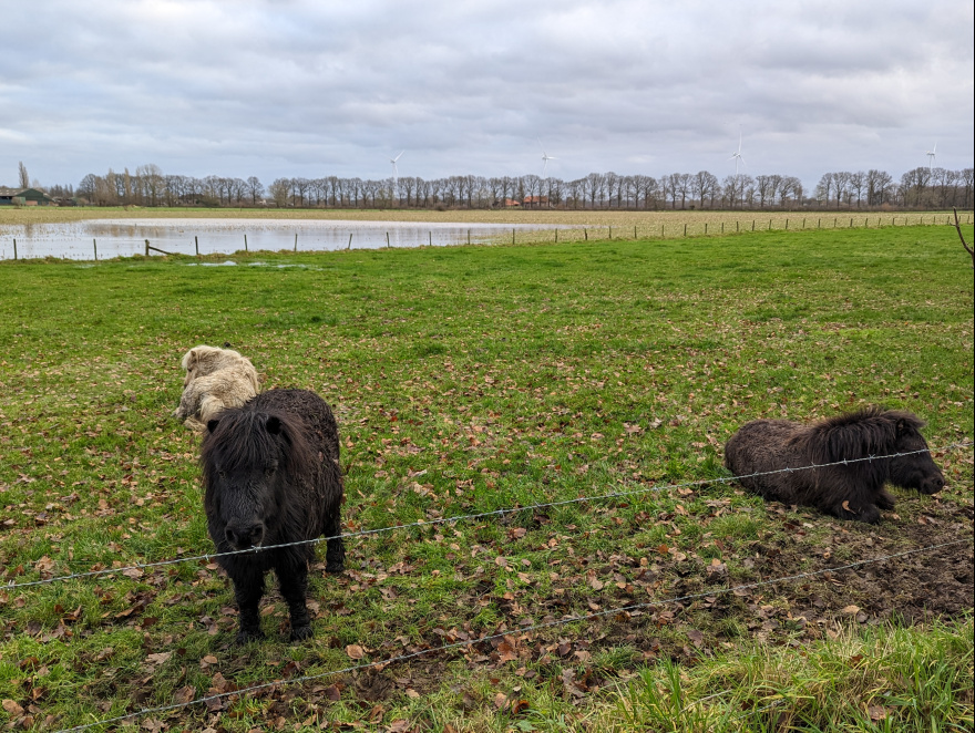 Training (Easy Run) in Zevenaar scenery