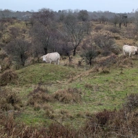 Training (Long Run) in Schouwen-Duiveland scenery