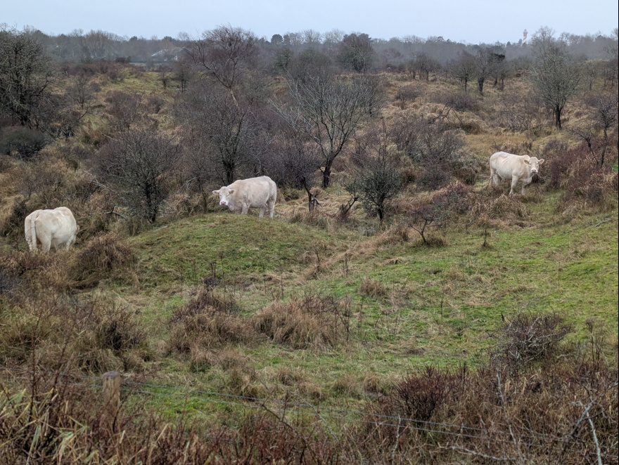 Training (Long Run) in Schouwen-Duiveland scenery