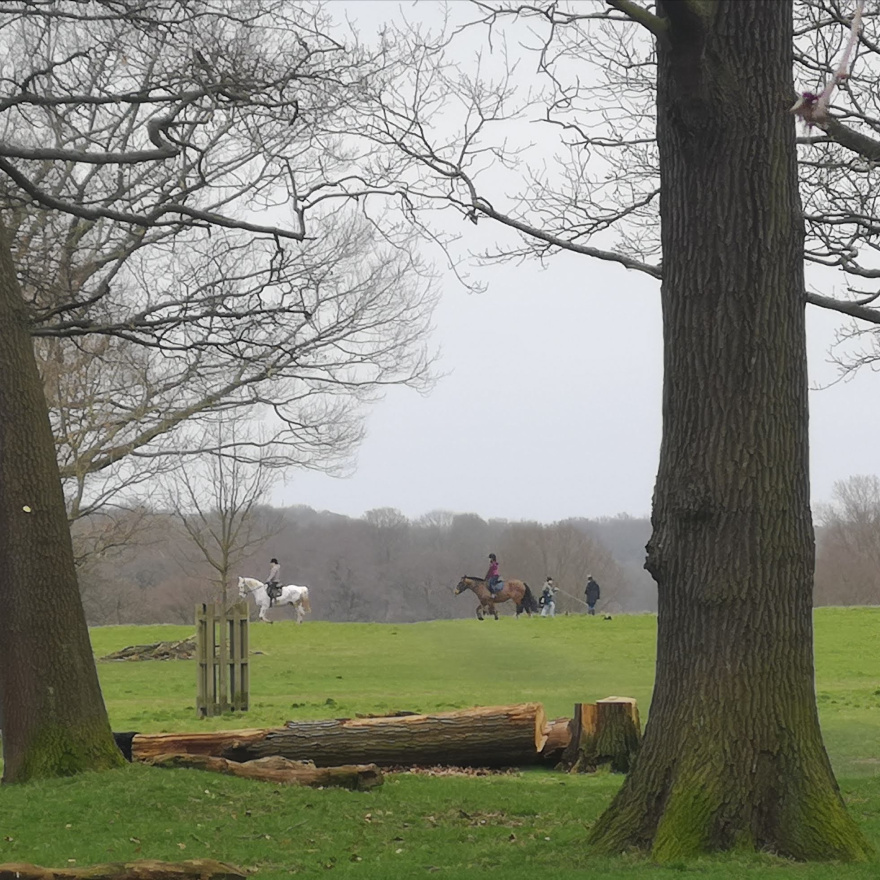 Run Richmond Park 2020 scenery